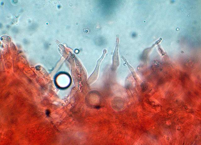 La Flora fungina negli aspetti microclimatici subtropicali